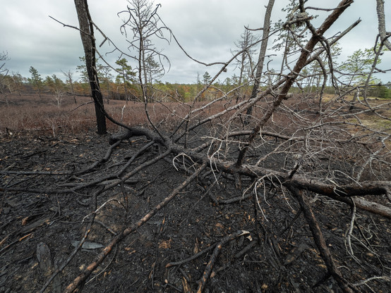 A photograph of an area that has undergone a controlled burn.