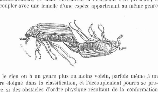 Drawing of two copulating male cockchafers. It's the first known pictorial representation of non-human same-sex copulation. Published in Henri Gadeau de Kerville, 'Perversion sexuelle chez des Coléoptères mâles,' Bulletin de la sociéte entomologique de France 4 (1896), 85-87.