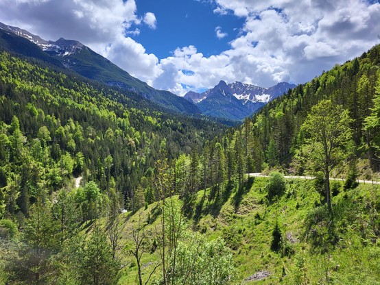 A scenic view of a road winding through a lush green forest, with tall trees lining the sides. The forest is located in a mountainous area, with a backdrop of towering mountains in the distance. The sky above is a beautiful shade of blue, adorned with fluffy white clouds. The landscape exudes a sense of tranquility and natural beauty, with a mix of wilderness and serene surroundings. This image captures the essence of a peaceful mountain retreat, offering a perfect escape into nature's embrace.…