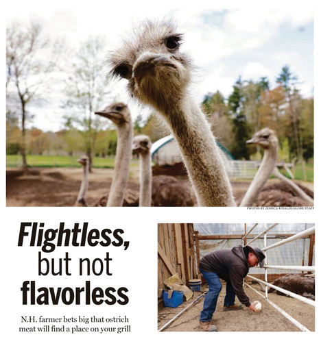 Photo of ostrich, photo of ostrich farmer.
PHOTOS BY JESSICA RINALDI/GLOBE STAFF
Headline:  Flightless, but not flavorless N.H. farmer bets big that ostrich meat will find a place on your grill
