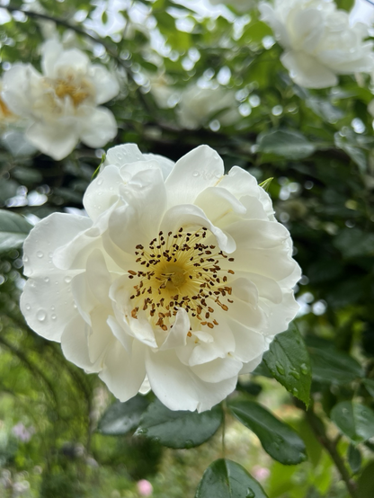 White Rose at the BBG