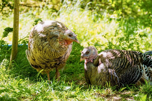 Pute Rika steht neben Pute Lotta, die im grünen Gras sitzt. Im Hintergrund sind Sträucher und Büsche zu sehen.