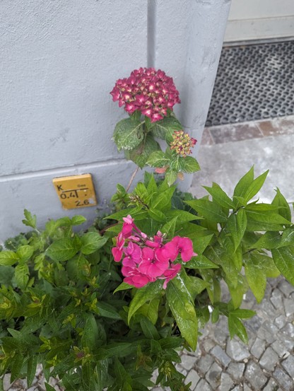 Eine pink blühende Hortensie und ein pink blühende Phlox im Pflanzenkübel.