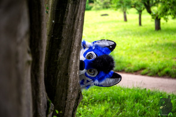 Husky lurking and checking out what’s going on here 