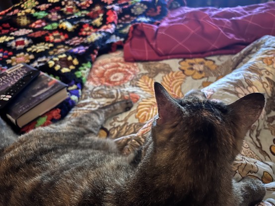 Eddy C curled up on my lap on the bed. My book and tv remote are nearby. 