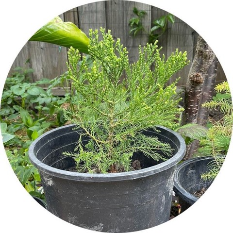 This weekend, the Artemis Moon Tree goes into the ground at an all new pocket park!

Learn more here: https://www.forestr.org/pocket-parks/artemis/

This journey is just beginning. Official dedication and educational programming to follow. From our most amazing friends at the Castro Valley Library <3

#earthdayeveryday #forestrgreens