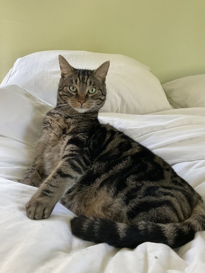 A handsome tabby cat sitting on a messy bed, very much not helping to tidy it 