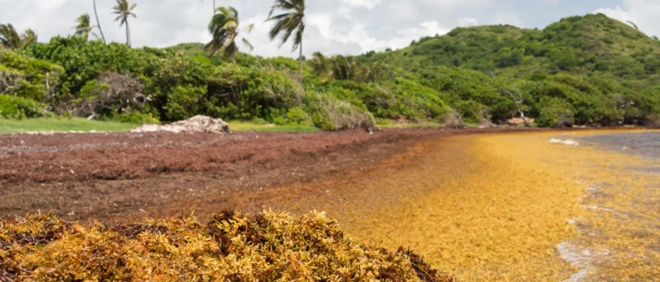 Große Mengen von Sargassum-Braunalgen sind bei Martinique (Karibik) angespült worden. Auf dem Strand verrotten die Algen rasch, was übel riechende, giftige Gase freisetzt, das Ökosystem stört und den Tourismus stark beeinträchtigt.