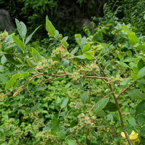 Blueberry bushes with lots of unripe green blueberries. 