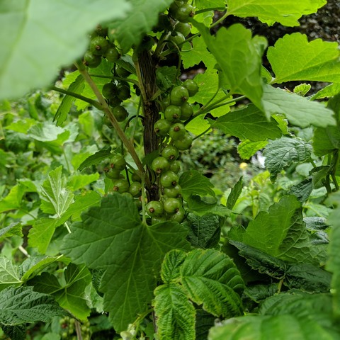 A red currant bush with unripe red currants. They are shiny green.