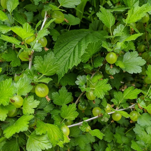 A gooseberry bush with unripe gooseberries. There are some raspberry present too.