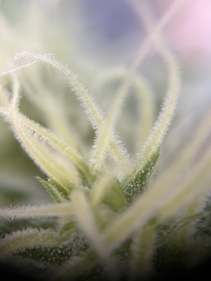 Cannabisblüte mit Trichomen