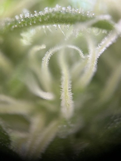 Cannabisblüte mit Trichomen