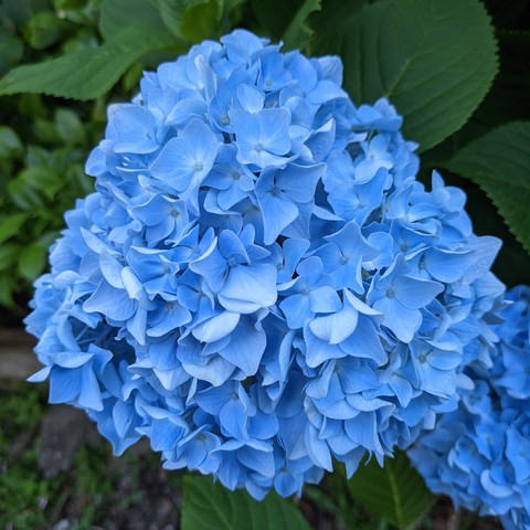 Blue hydrangea.
