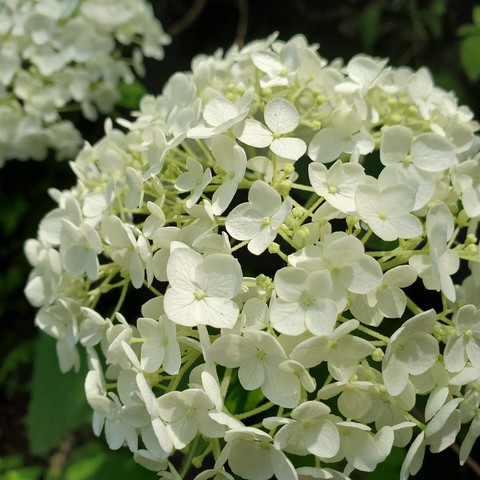 White hydrangea.
