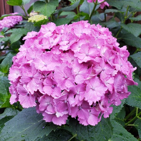 Pink hydrangea.