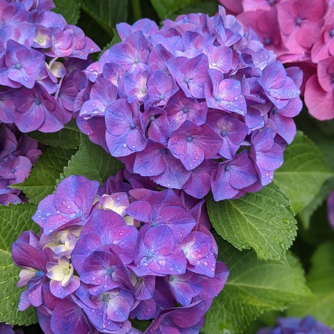 Purple hydrangea.