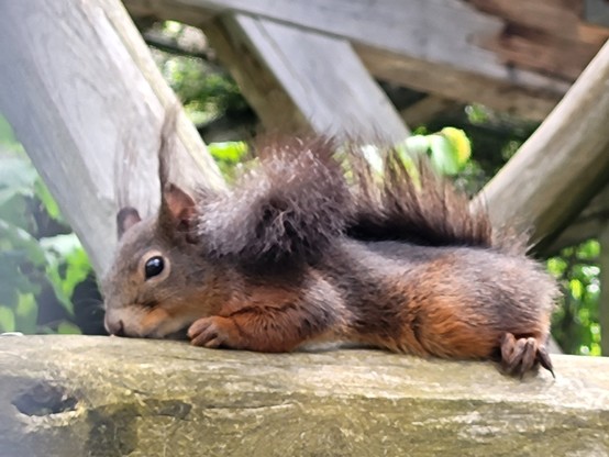 A Eurasian red squirrel, known for its fluffy tail and distinctive snout, is peacefully lying on a rock in a natural outdoor setting. The squirrel's fur is a mix of grey and white, blending with the colors of the surrounding environment. The background consists of grey rocks and wooden structures, creating a harmonious scene. The squirrel's position on the rock is serene and relaxed, showcasing its terrestrial nature. The image captures the essence of wildlife in its natural habitat, with the s…