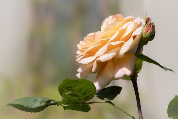 zarte Rose Fotografie