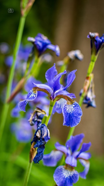 A stand of violet Siberian iris blossoms. Karl Foerster Garden, Bornstedt, Potsdam, 20 May 2024. Nikon D5600, Nikkor DX 35 mm ƒ1.8G, ISO 100, ƒ2.2, -0.3 ev, 1/400s