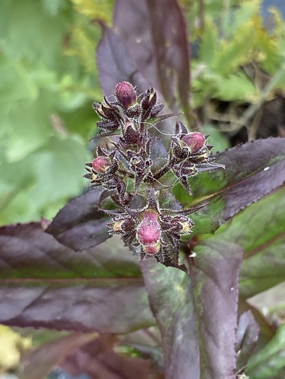 Outside, daytime. Close up of a penstamon with burgundy leaves seen from above where the bud cluster has formed. The buds themselves are a reddish brown.
