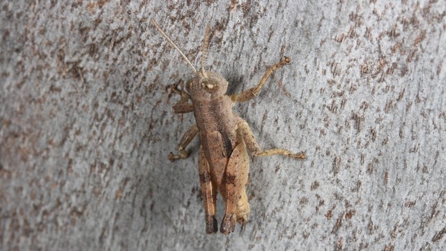 Grasshopper nymph on tree trunk, the grasshopper is significantly the same colour as the tree trunk (sandy brown) but darker.