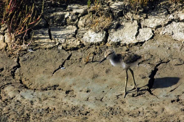 En un humedal de agua y limo, vemos a un polluelo de cigueñuela común, viviendo sus primeras experiencias fuera del nido.