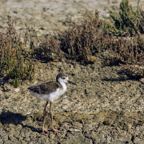 En un humedal de agua y limo, vemos a un polluelo de cigueñuela común, viviendo sus primeras experiencias fuera del nido.