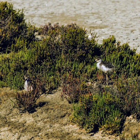 En un humedal de agua y limo, vemos a dos polluelos de cigueñuela común, viviendo sus primeras experiencias fuera del nido.