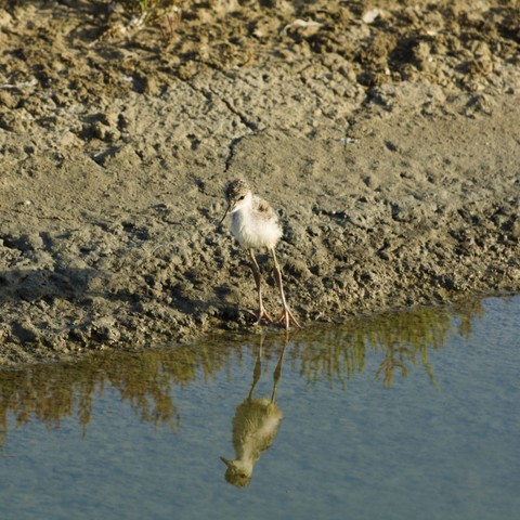 En un humedal de agua y limo, vemos a un polluelo de cigueñuela común, viviendo sus primeras experiencias fuera del nido.