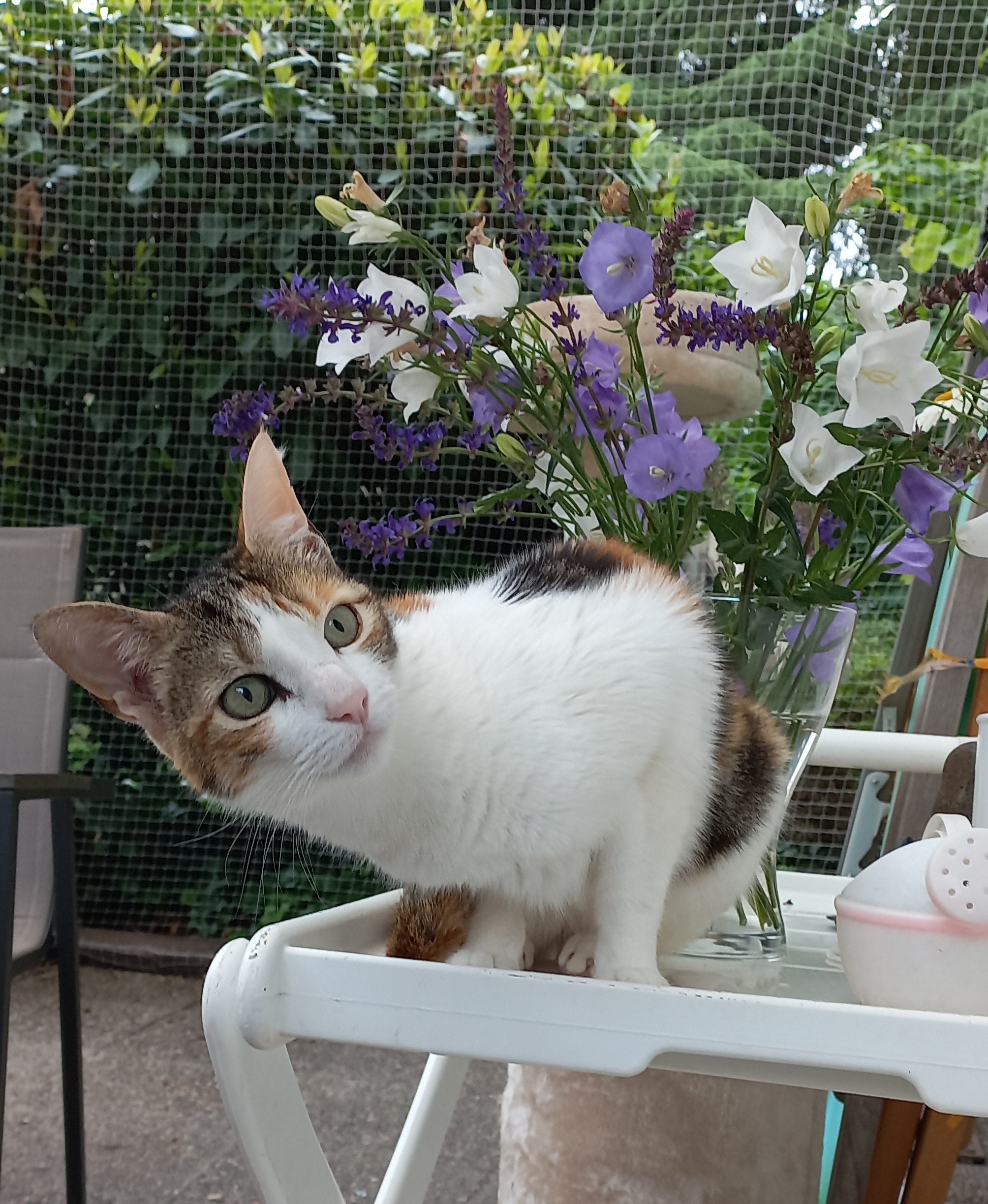 Calico sitting on a white table in front of some flowers.