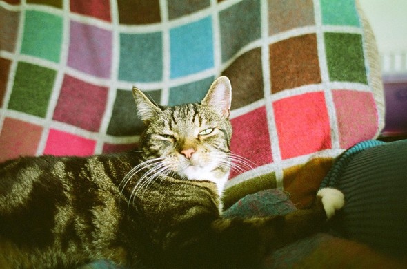 a handsome brown, black and white tabby cat on a colourful checkered blanket. artemis looks disturbed after a nap