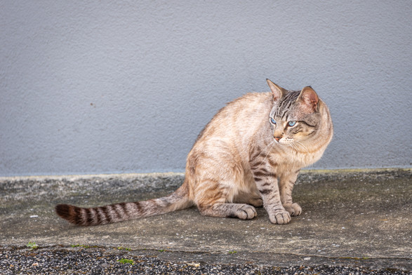 A photograph of a light-colored cat with pale blue eyes staring suspiciously towards the left.