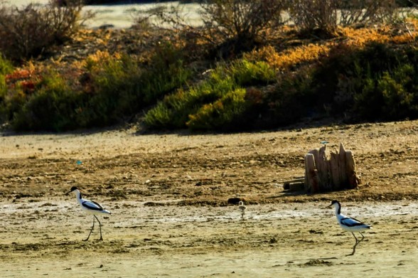 En un humedal vemos a una familia limícola, la avoceta común, paseando con su polluelo