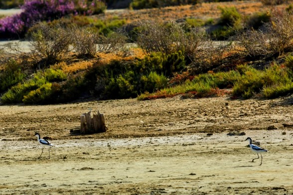 En un humedal vemos a una familia limícola, la avoceta común, paseando con su polluelo