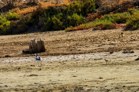 En un humedal vemos a una familia limícola, la avoceta común, paseando con su polluelo