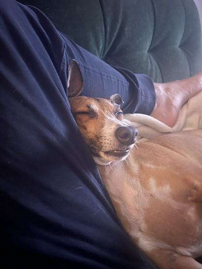 My sleeping italian greyhound Cannolo