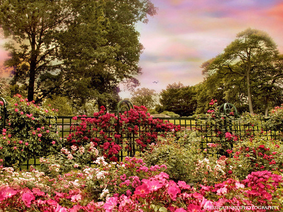 The Peggy Rockefeller Rose Garden is among the most popular destinations at the Garden from May to October, when more than 650 varieties of roses are in peak bloom. The roses planted here include heirloom varieties selected for their intoxicating perfumes