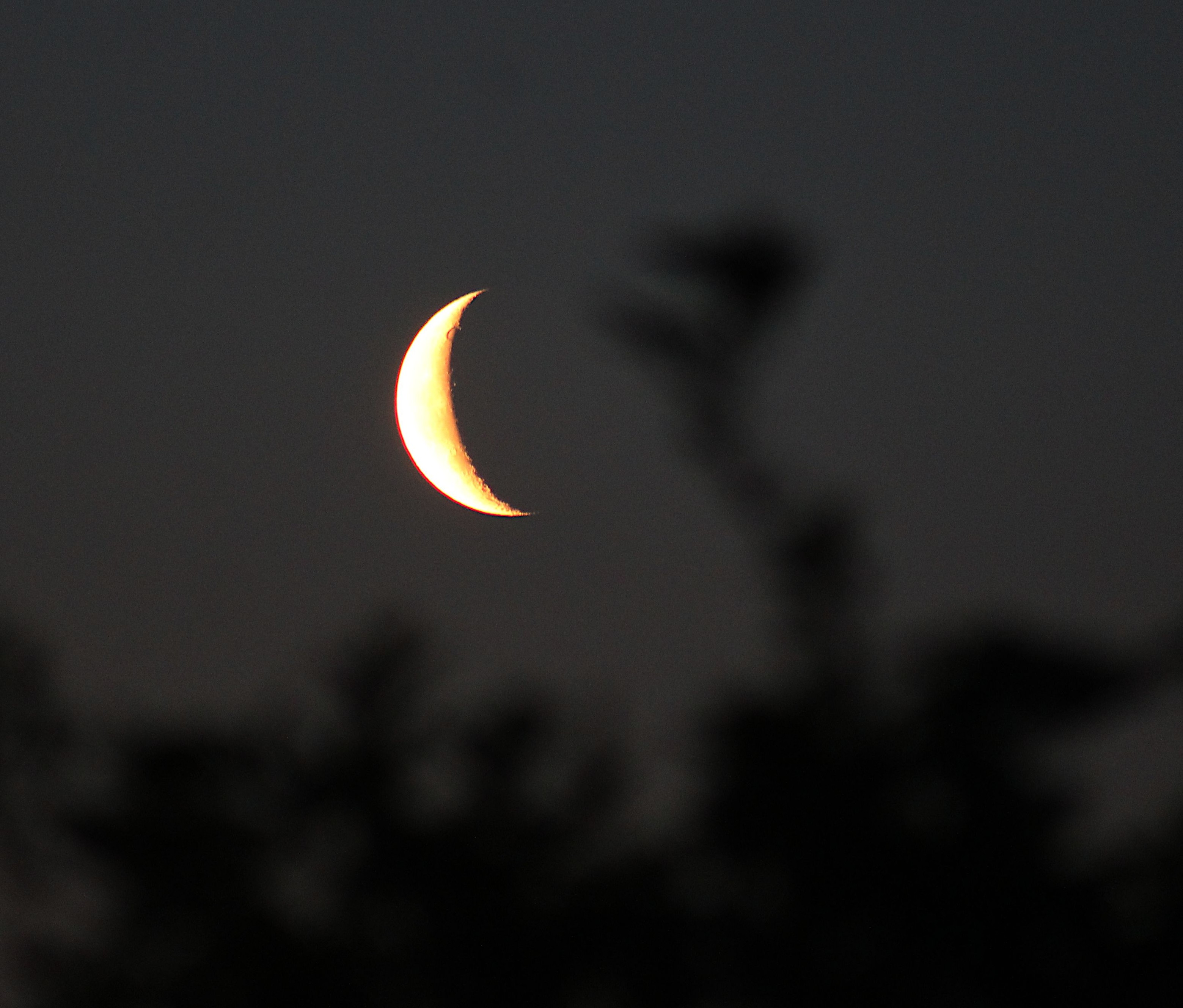 The Moon at waning crescent phase on a grey background with bushes in the foreground. 