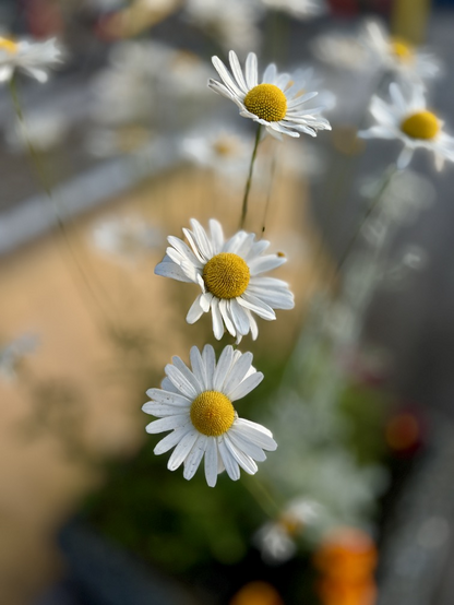 Close-up of three white daisies with yellow centers, set against a blurred background.
