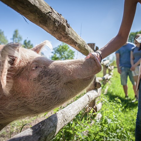 Schwein Rosalie berührt mit ihrem Rüssel durch einen Holzzaun die Hand einer menschlichen Besucherin