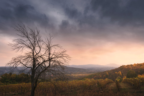 This photo was taken during my visit to Topola, a small town in the heart of Serbia in the region Sumadija. It was in autumn one November day in the late afternoon. This is a view of the vineyards of the Karadjordjevic family and the unforgettable Serbian landscape with a valley and mountains in the distance.

The town of Topola itself takes an important place in Serbian history in connection with the famous Serbian dynasty Karadjordjevic. On the hill Oplenac, near the town, there are dynasty estates with old buildings that are now cultural landmarks, such as the house of King Peter the First Karadjordjevic, which has been turned into a museum, and the famous Church of St. George where most members of the dynasty are buried. At the foot of the hill, in the town itself, is the house of Karadjordje Petrovic the ancestor of the dynasty who was the leader of Serbia and the leader of the first Serbian rebellion against Turkish oppression. That house, built in the old Serbian style, has also been turned into a museum. All this attracts a number of tourists who come here at any time of the year. 