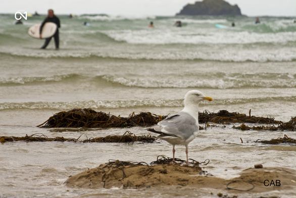 Seagull