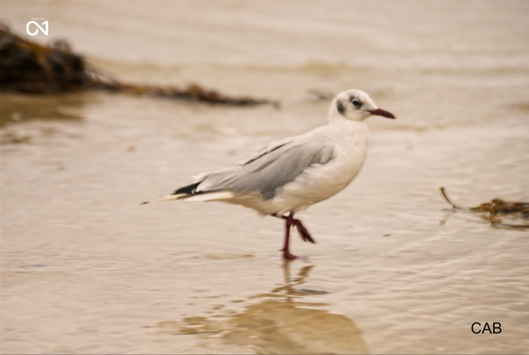 Seagull 