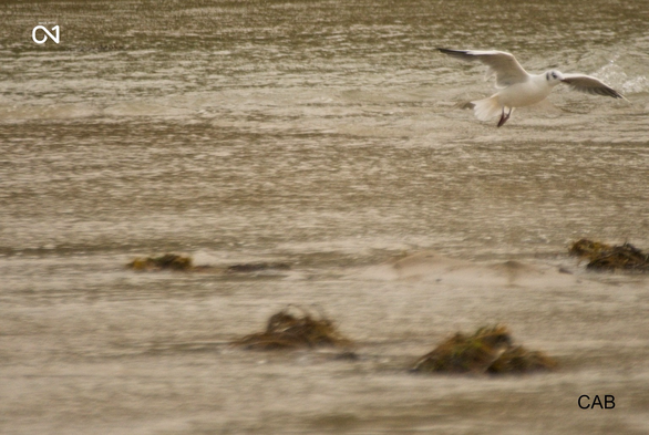 Seagull in flight