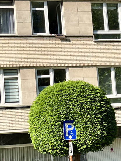 The tree and the traffic sign - a love affair 