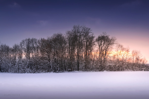 It is late January afternoon in the field. Winter has already arrived and brought coldness and whiteness with it. Everything is covered with snow, as well as the bare branches of this small forest, where some animals are looking for a place to hide from the coldness and hunters. There are also hawks on some branches waiting for some prey to appear. Everything is so calm and peaceful. The sun will set soon and the last sun rays are shining through the branches, bringing little warm tones to this whiteness. There are not so many clouds in the sky and it's very cold today.

One January late afternoon in Sumadija, Central Serbia. From the Winter Fields collection.