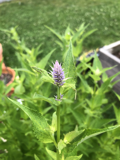 A small purple pine one looking flower emerging from green leaves.