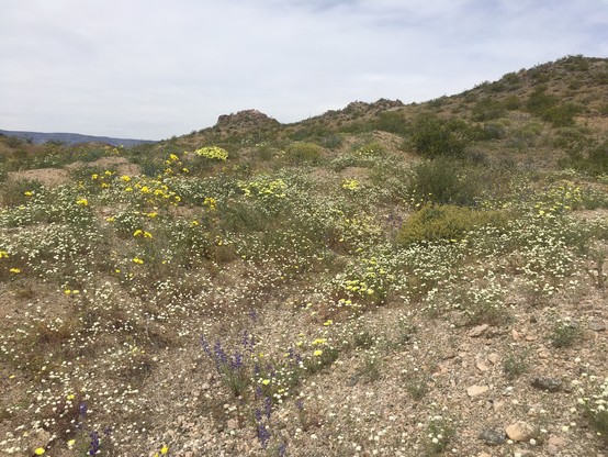 Photo of a desert hillside absolutely festooned with white and yellow flowers
