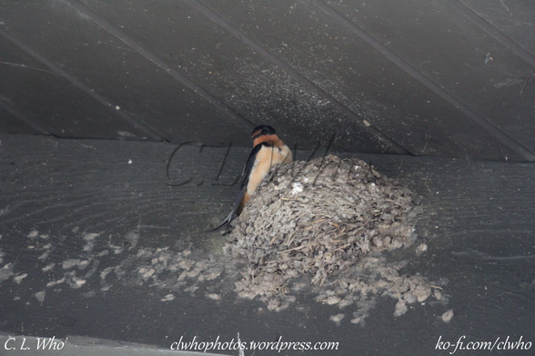 A barn swallow in their nest